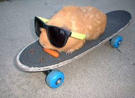 guinea pig rollerskating.jpg